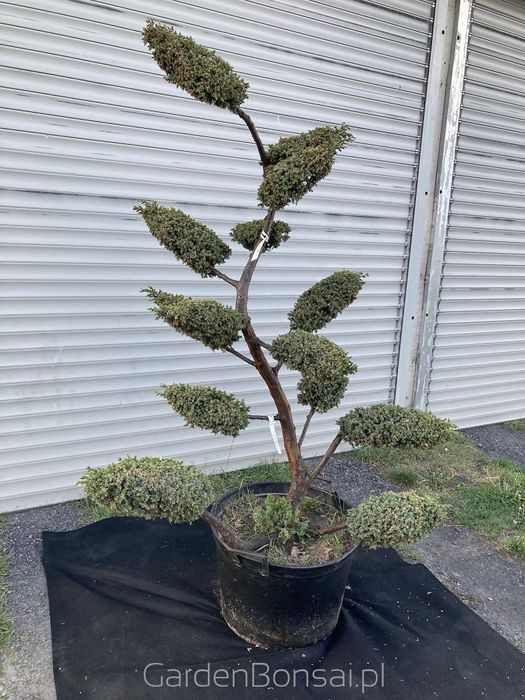 OZDOBA- Bonsai z jałowca chińskiego 'BLUE ALPS' - 170 cm