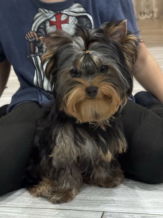 Йоркширский терьер