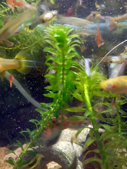 Peixes Guppy / Guppies Adultos /Plantas