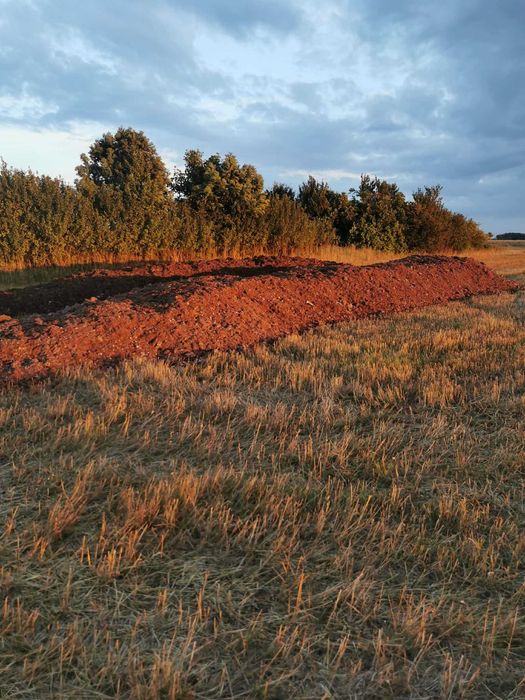 Obornik Popieczarkowy