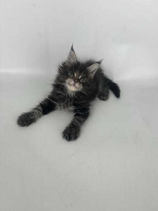 Котята мэйн -кун