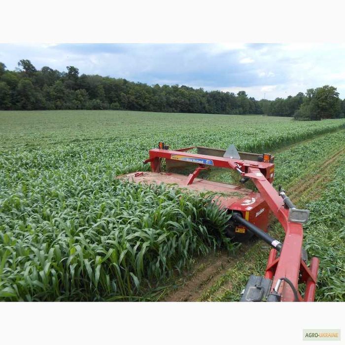 Качественные семена Суданки от Производителя!