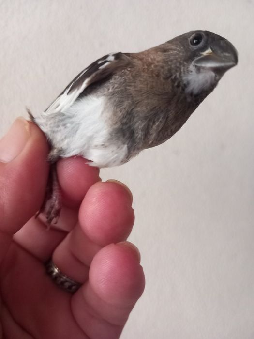 Bengalins com 3 meses