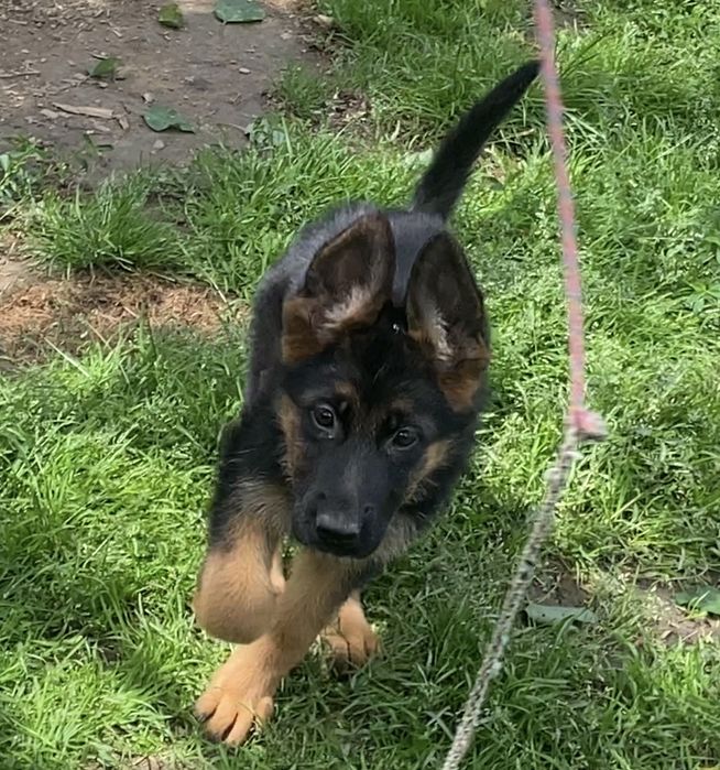 Неймовірні цкцики Німецькоі вівчарки