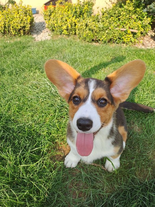 **DEBBIE* sunia Welsh Corgi Cardigan rodzice FCI gotowa do odbioru