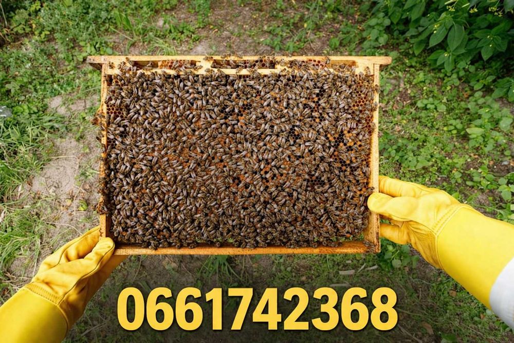 Продам Бджолопакети
