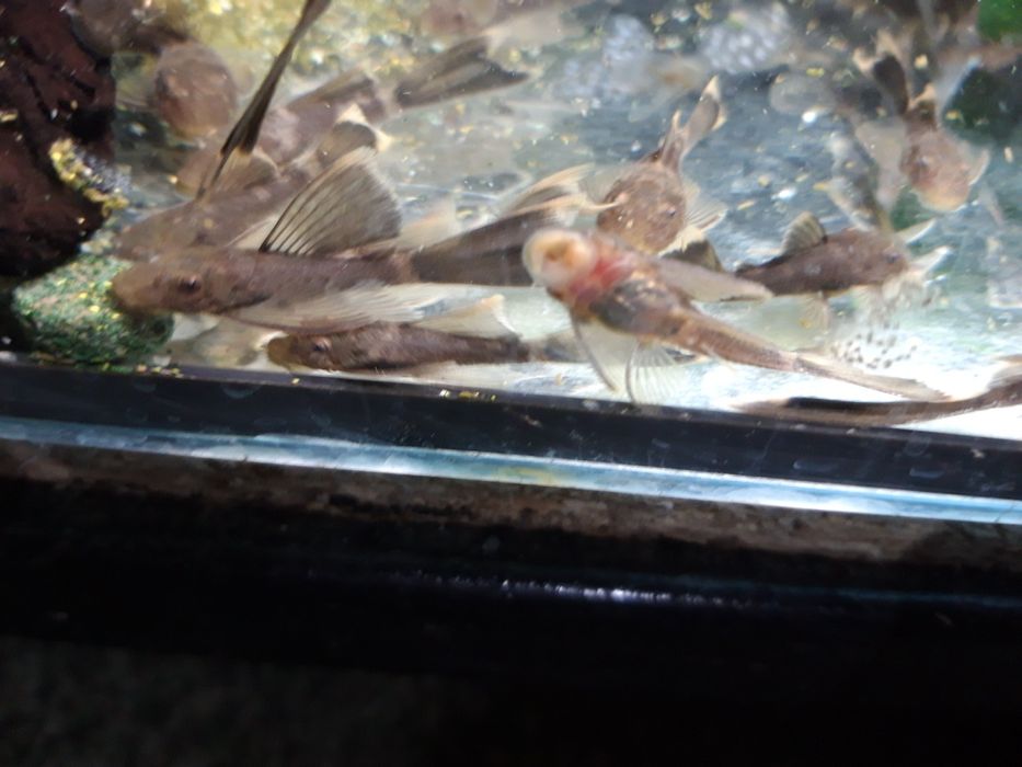 PROMOCJA Zbrojnik GLonojad Ancistrus zielony smok Green Dragon LongFin