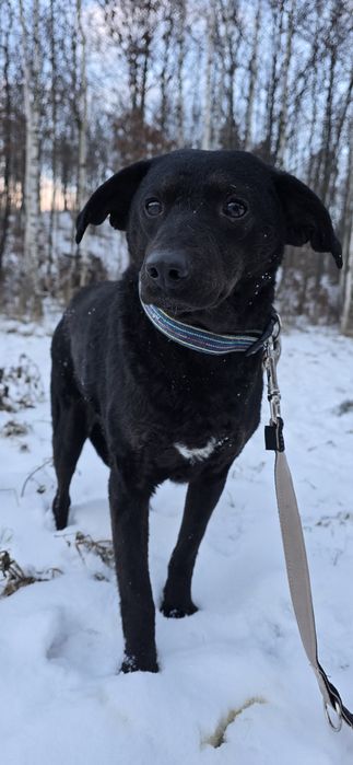 Do adopcji Młoda suczka