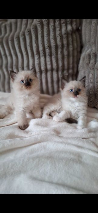Piękna kotka Ragdoll