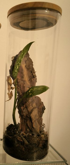 Terrarium szklane prostokątne dla modliszki