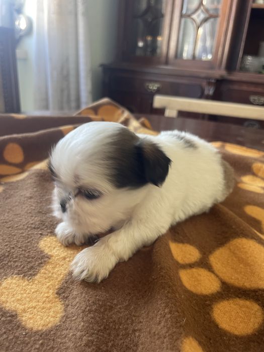 Shi-tzu super top femea excelente