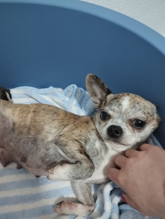 Fêmea chihuahua pêlo curto branca