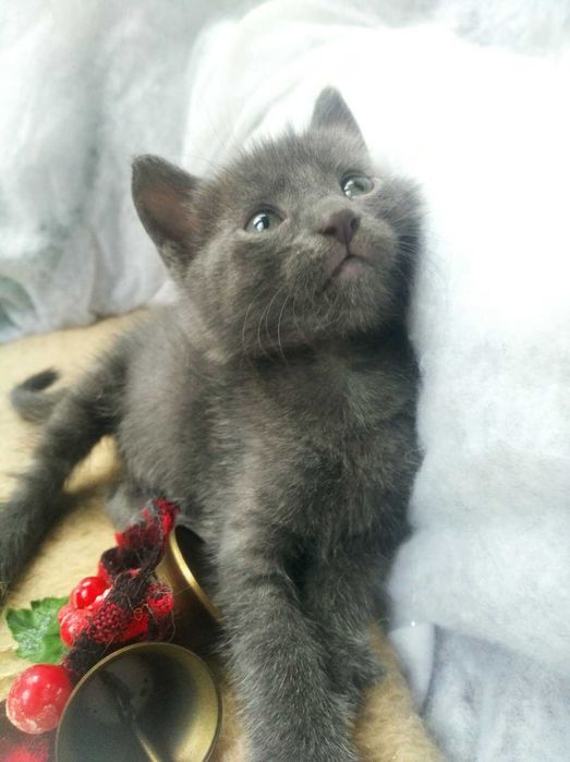 Котята бесплатно в заботливые руки