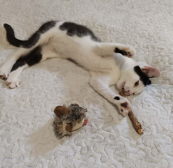 Kociak do adopcji mały kochany słodki Oreo