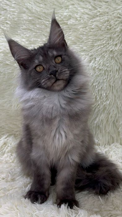 Дівчинка Мейн-Кун 6 місяців ( в домашні улюбленці)