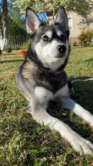 Аляскінський клі кай (міні хаскі)