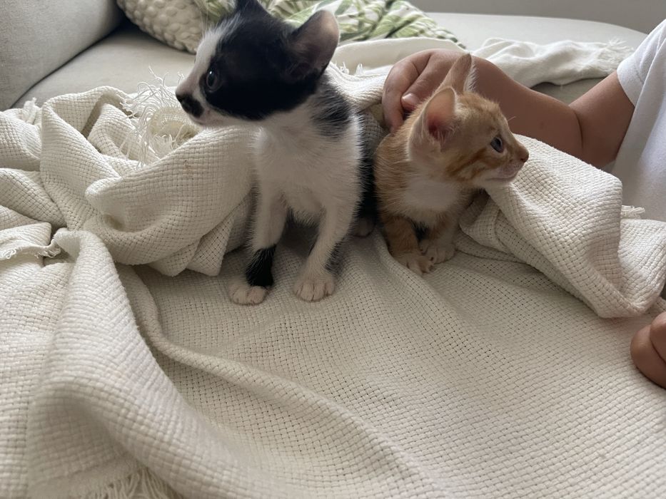 Gatinhos bebes 1 mês