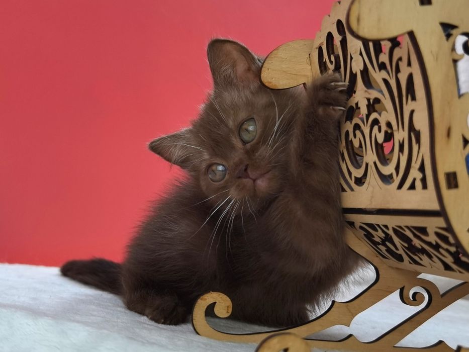 Шоколадная кошечка с документами и прививками из питомника
