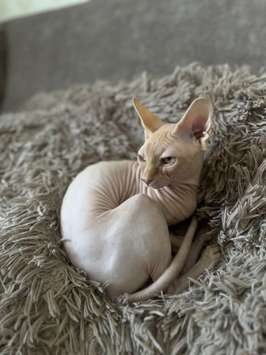 Сфінкс канадський вязка злучка сфинкс резинка вʼязка