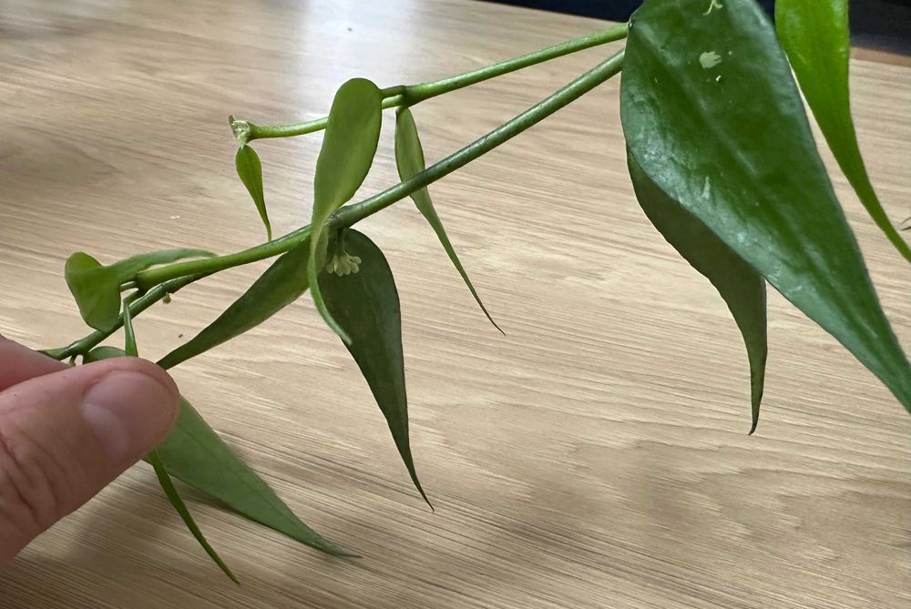 Hoya Polyneura Vietnam ze zdjęcia, kwitnie