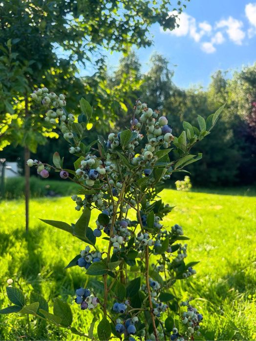 Продаж затишного будинку в м.Луцьк