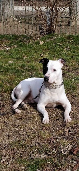 Вязка Срочно Стафф Развязан