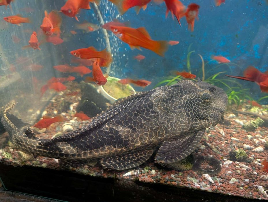 Duży glonojad Plekostomus 45 cm – 3 sztuki dostępne – Kraków / Rytro.
