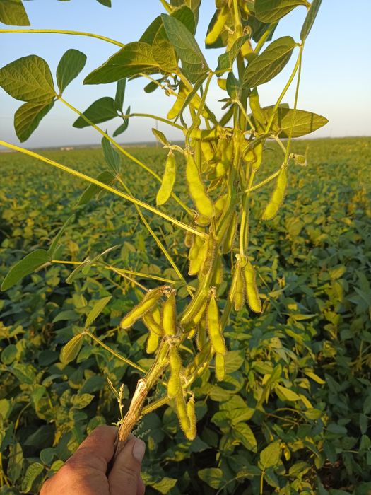 Продам насіневу сою "Максимус"