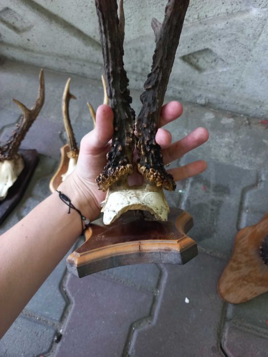 rogi zwierzęce cena za zestaw