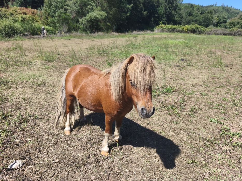 Dois mini pôneis para venda