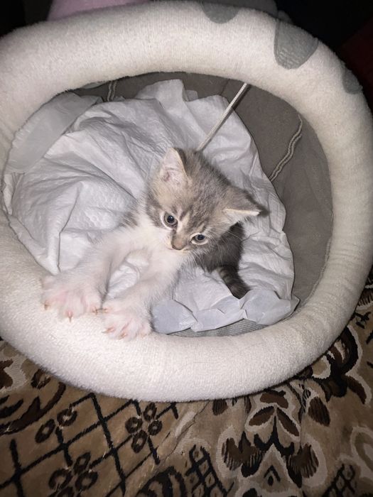 Шотландське прямовухе кошеня