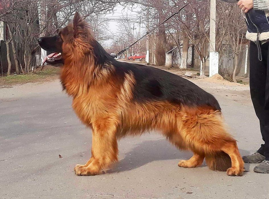 Породные, крупные, длинношерстные щенки - КСУ