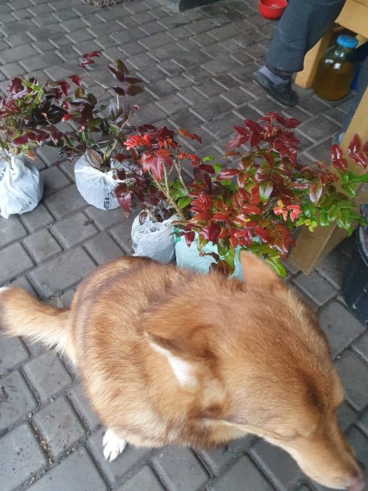 Магонія  по50  копана 4 річка 30смстриж