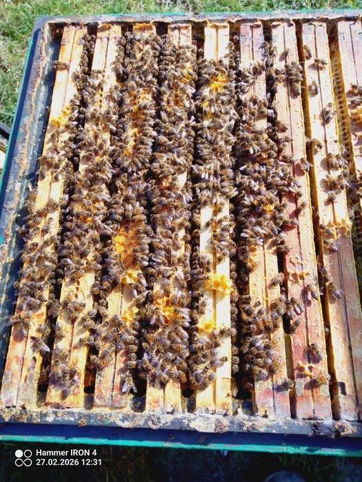 Sprzedam rodziny pszczele