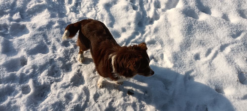 В добрі руки безкоштовно 
Віддається собака — дівчинка, 6 місяців.
Г