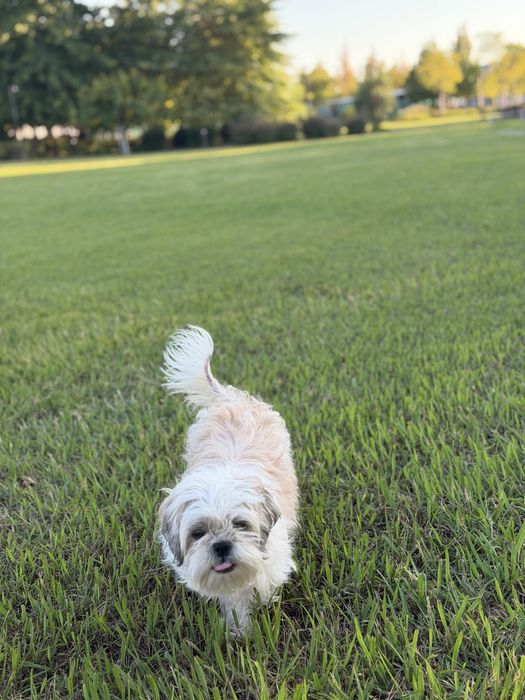Shih-Tzu Fêmea, 4 Anos, Vacinada e com Microchip