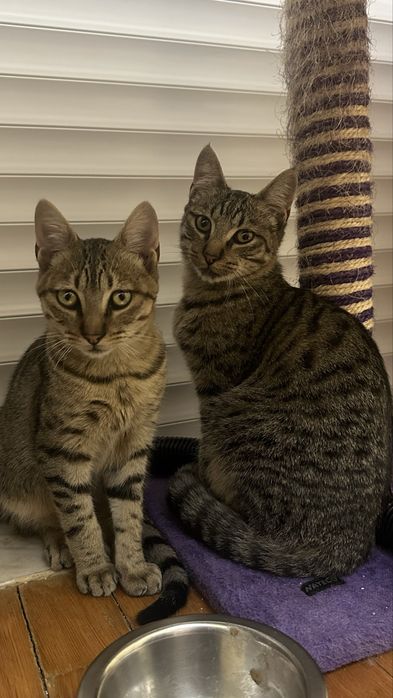 2 Gatinhos de 5 meses para adoção responsável