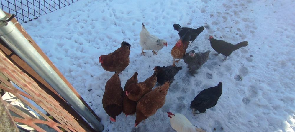 Sprzedam kury nioski