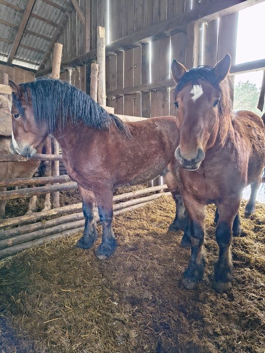Sprzedam konie zimnokrwiste