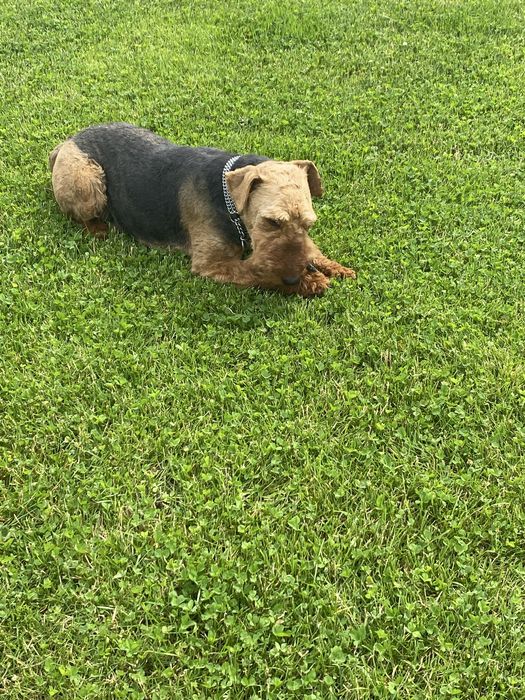 Terier walijski (suczka)