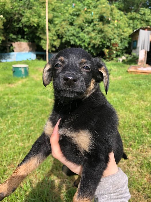 Цуценята в добрі руки