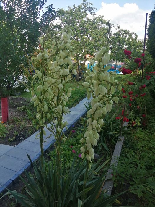 Juka ogrodowa - sadzonki