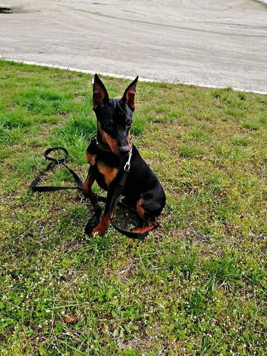 Вязка цвергпинчер