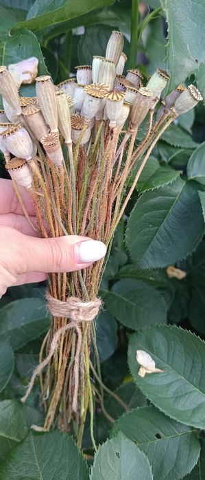 Makóweczki 50 sztuk