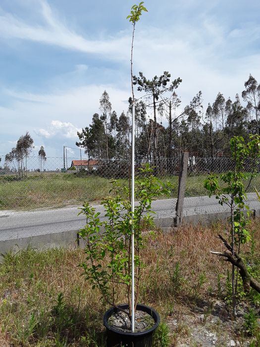 Árvores de fruto