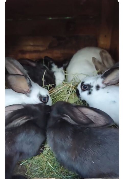 Продам малих кроликів