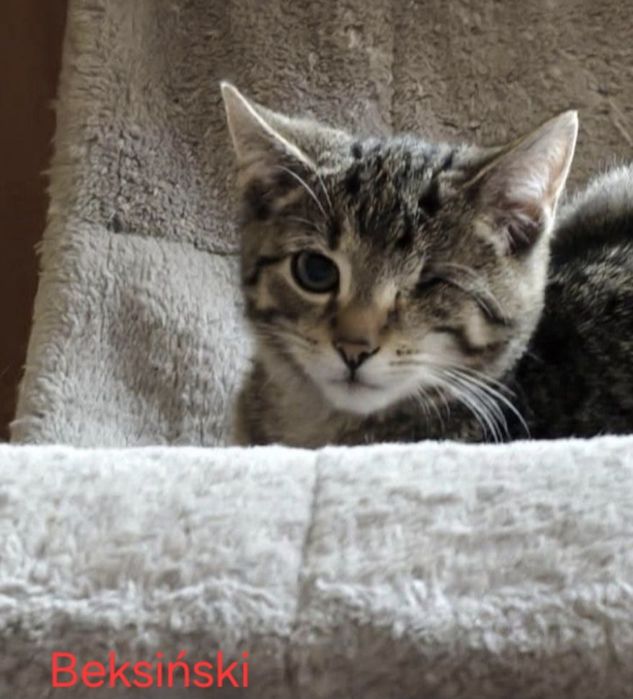 4 kociaki szukają domów