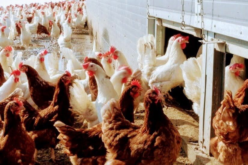 Kury Nioski Messa i leghorn Krapkowice już niosą  transport pod dom