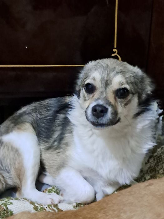 Маленька красуня шукає дім