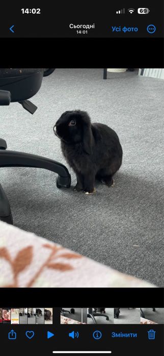 Кролик тварина гризуни